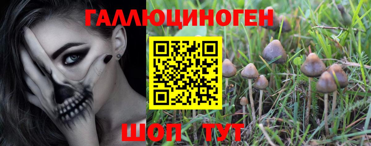 Псилоцибиновые грибы Cubensis  Вход с VPN  где найти   Чернушка 